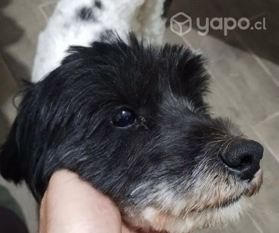 Chiqui (macho) en adopción - Imagen 2