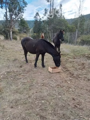 Yegua y una potranca y un potrillo