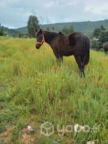 Yegua y una potranca y un potrillo