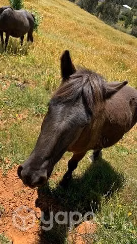 Yegua y una potranca y un potrillo