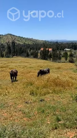 Yegua y una potranca y un potrillo