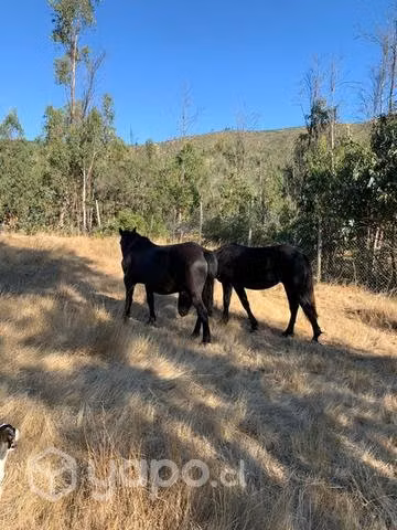 Yegua y una potranca y un potrillo