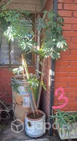 Variedad en plantas