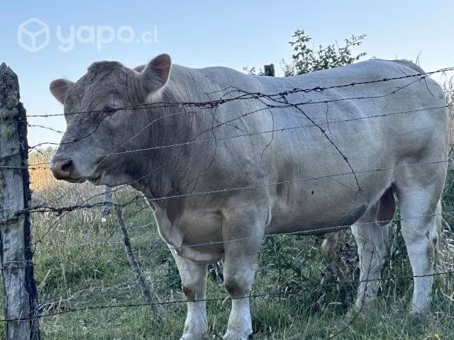 Toro - Imagen 3