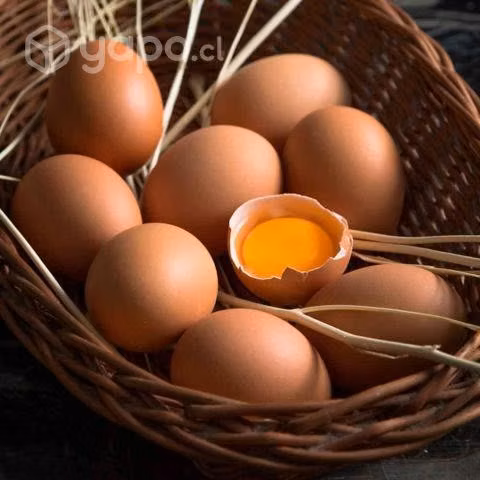 Huevos Gallina Libre