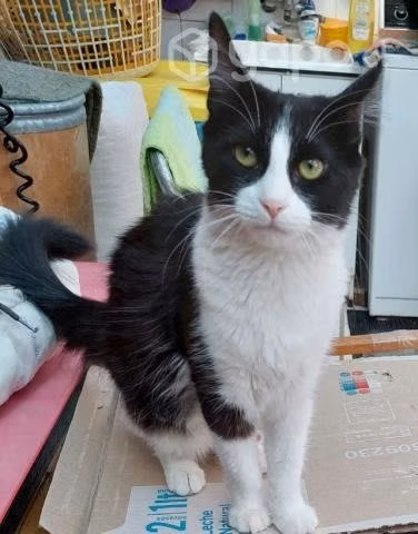 Gatitas en adopción - Imagen 4