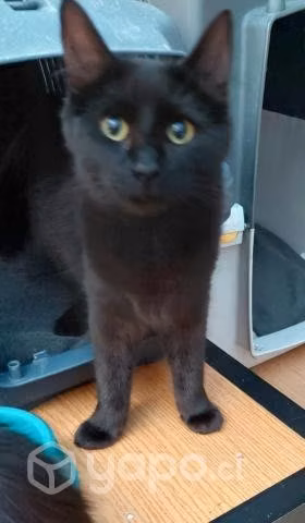 Gatitas en adopción - Imagen 3