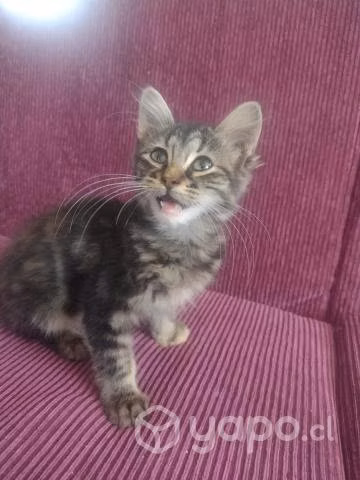 Buscan hogar