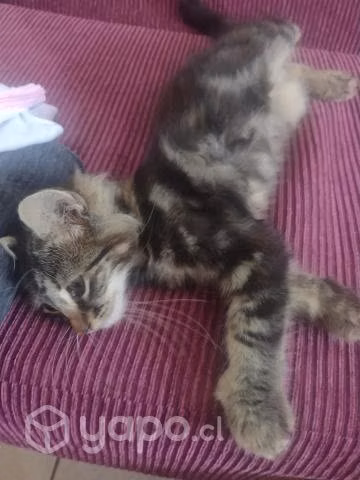 Buscan hogar