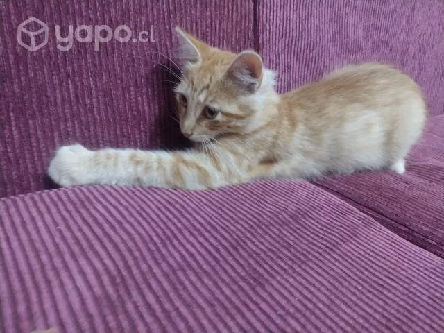 Buscan hogar