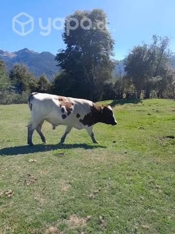 Toro 3 años - Imagen 2