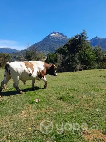 Toro 3 años - Imagen 3