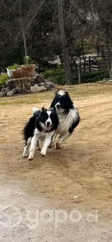 Se regala border collie 3 años y medio