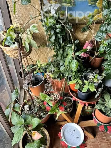 Plantas varias