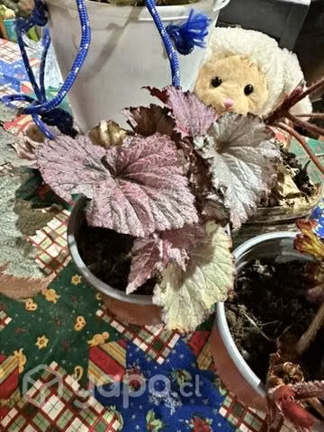 Plantas varias