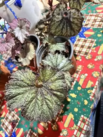 Plantas varias