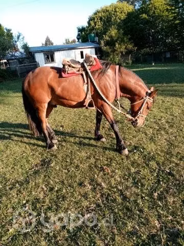 Caballo colorado