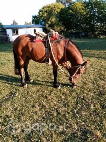 Caballo colorado