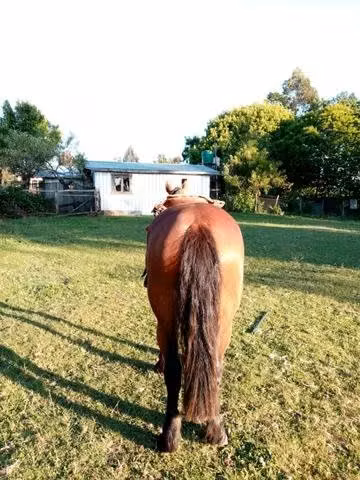 Caballo colorado