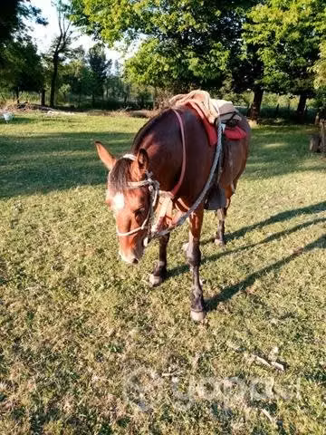 Caballo colorado