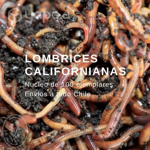 Nucleo de 100 lombrices californianas