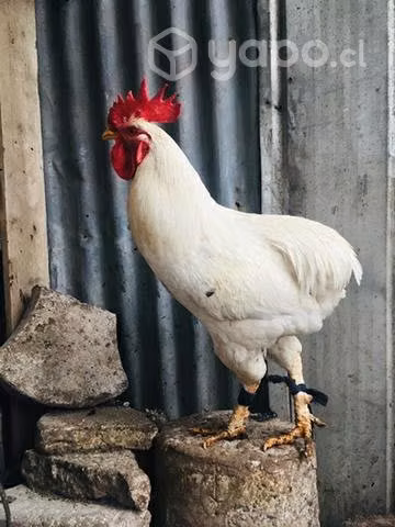 Gallos colloncos