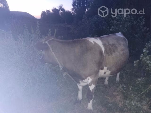 Permuta
