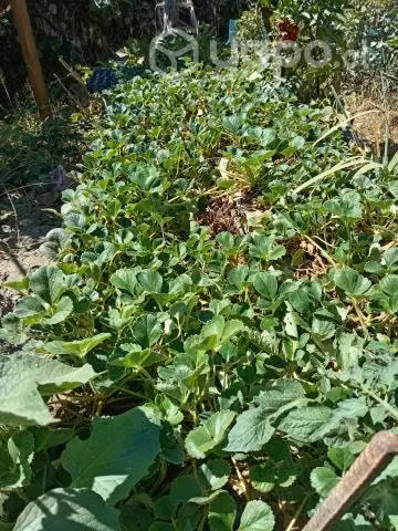 Plantas