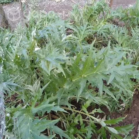Plantas