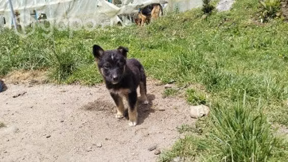 Perritos en adopción