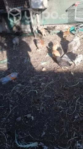 Gallinas grandes - Imagen 5