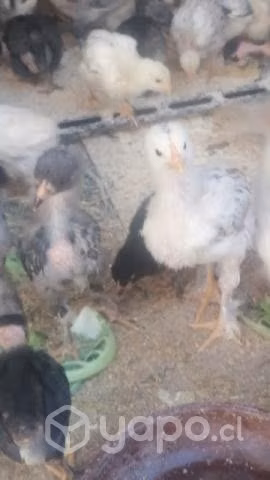 Gallinas grandes - Imagen 4