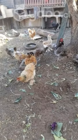 Gallinas grandes - Imagen 2