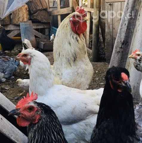 Gallos brahaman y gallinas criollas