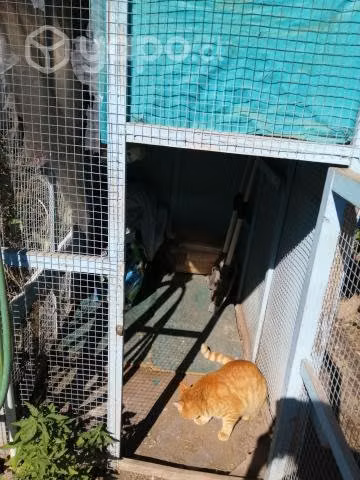 Jaula grande aves pájaros perros gatos