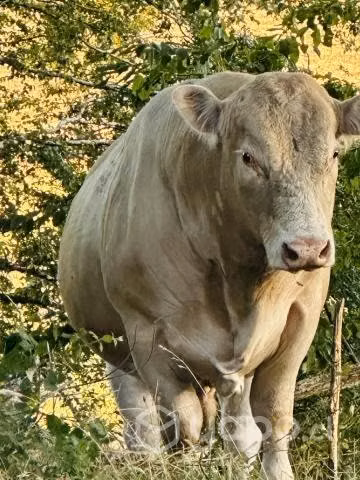 Toro charoláis