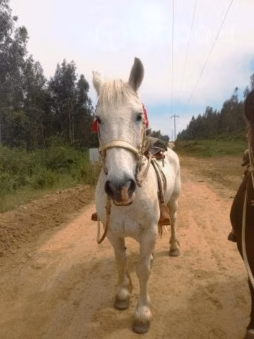 Caballo