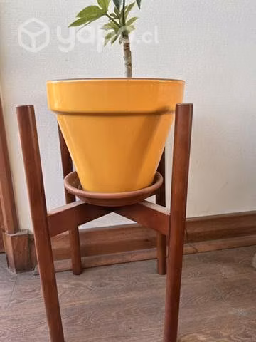 Maseteros y plantas - Imagen 6