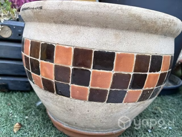 Maseteros y plantas - Imagen 3