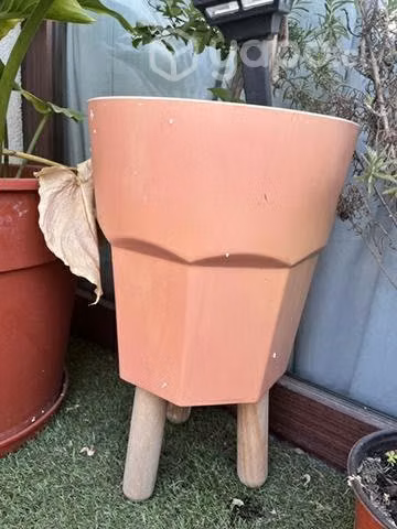 Maseteros y plantas - Imagen 4