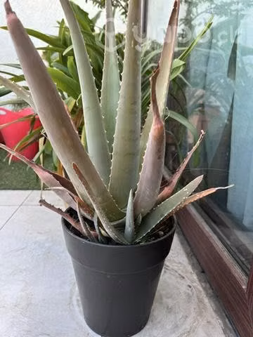 Maseteros y plantas - Imagen 5