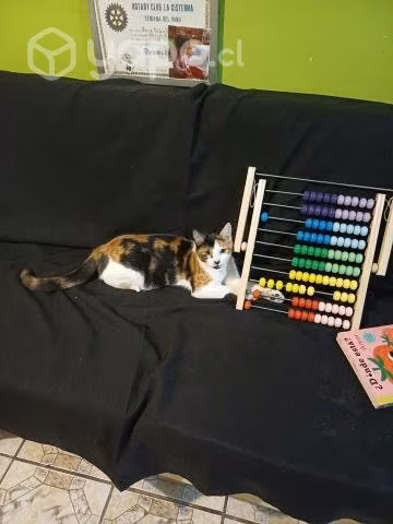 Regalo hermosa gatita esterilizada