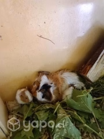 Hermosos cuyes