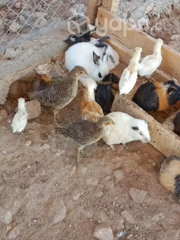 Avícola el Faisán