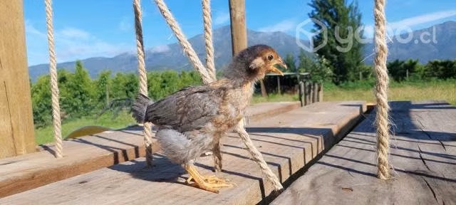 Pollitos pollitas