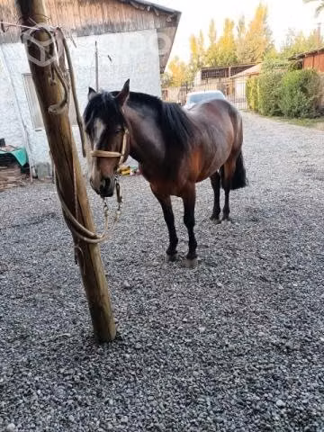 Caballo inscrito