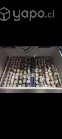 Incubadora capacidad +150 huevos manual grande