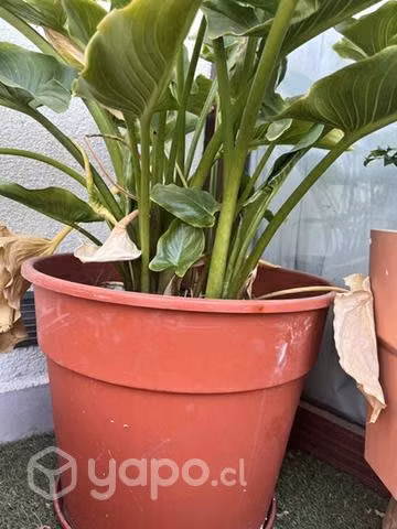 Plantas y maseteros - Imagen 2