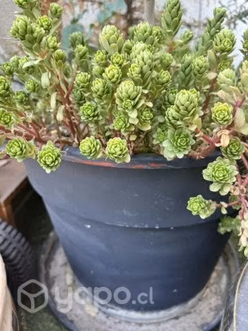 Plantas y maseteros