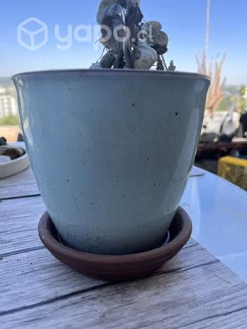 Plantas y maseteros - Imagen 4
